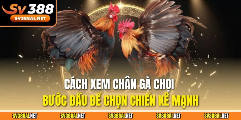 Cách xem chân gà chọi - bước đầu để chọn chiến kê mạnh Cách xem chân gà chọi - bước đầu để chọn chiến kê mạnh