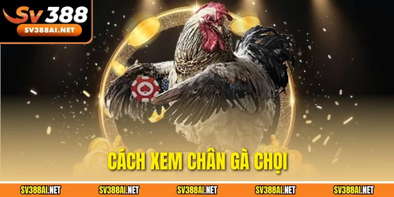 Hướng Dẫn Cách Xem Chân Gà Chọi Chuẩn Nhất Cho Người Mới