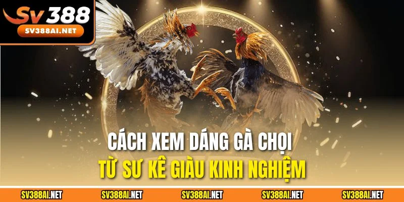 Cách xem dáng gà chọi từ sư kê giàu kinh nghiệm Cách xem dáng gà chọi từ sư kê giàu kinh nghiệm