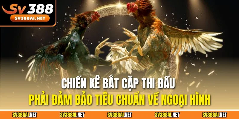 Chiến kê bắt cặp thi đấu phải đảm bảo tiêu chuẩn về ngoại hình Chiến kê bắt cặp thi đấu phải đảm bảo tiêu chuẩn về ngoại hình