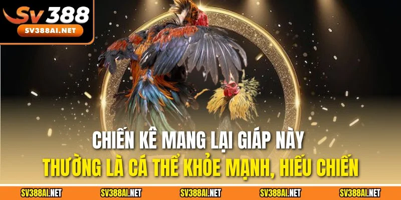 Chiến kê mang lại giáp này thường là cá thể khỏe mạnh, hiếu chiến