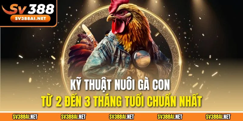 Kỹ thuật nuôi gà con từ 2 đến 3 tháng tuổi chuẩn nhất Kỹ thuật nuôi gà con từ 2 đến 3 tháng tuổi chuẩn nhất