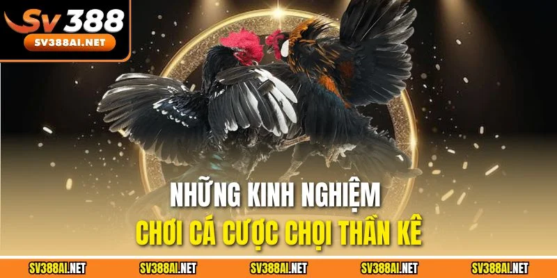 Những kinh nghiệm chơi cá cược chọi thần kê Những kinh nghiệm chơi cá cược chọi thần kê