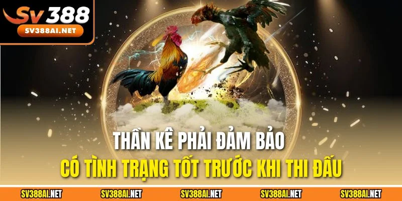 Thần kê phải đảm bảo có tình trạng tốt trước khi thi đấu Thần kê phải đảm bảo có tình trạng tốt trước khi thi đấu